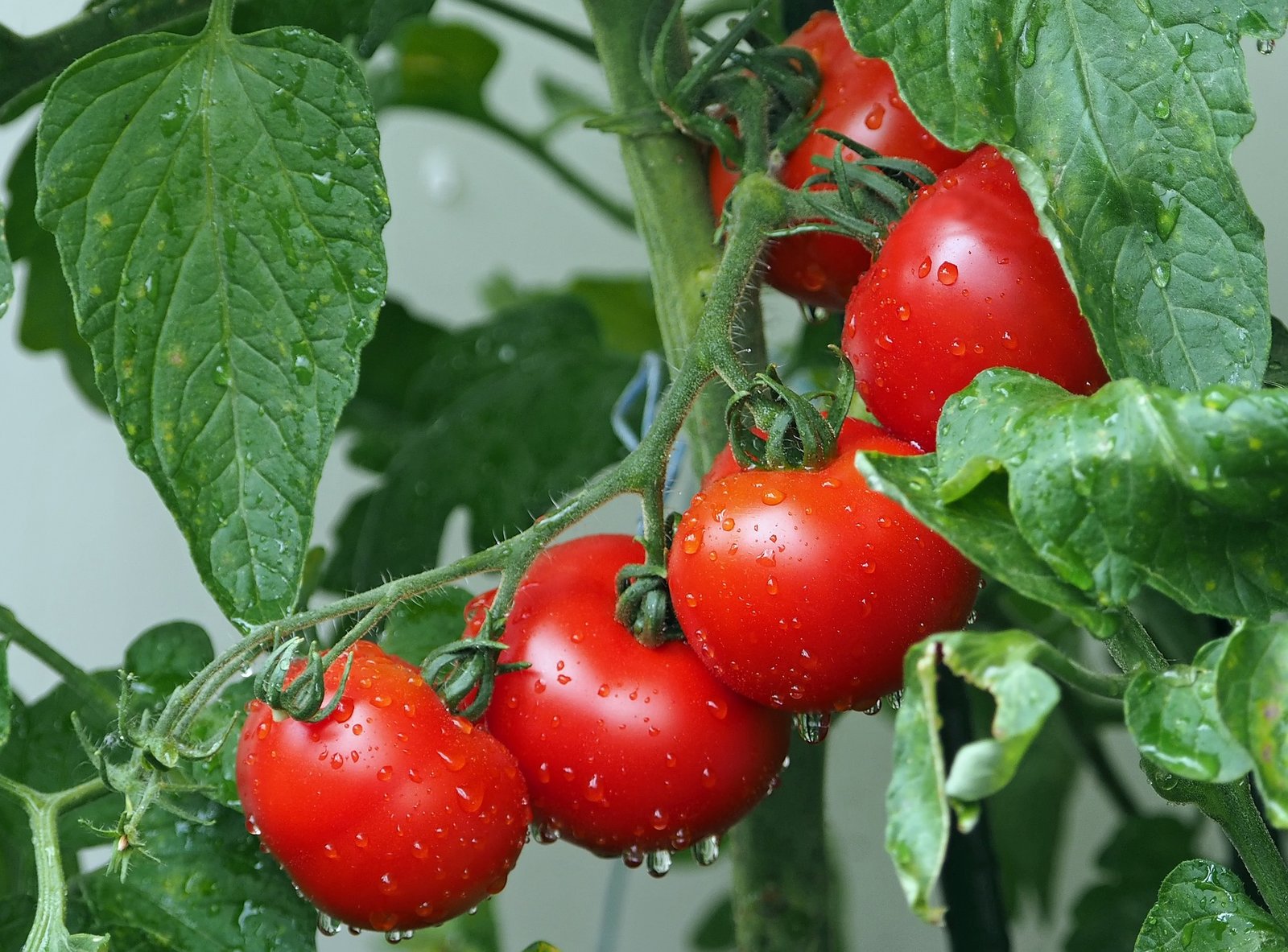 Fresh tomatoes growing on the vine